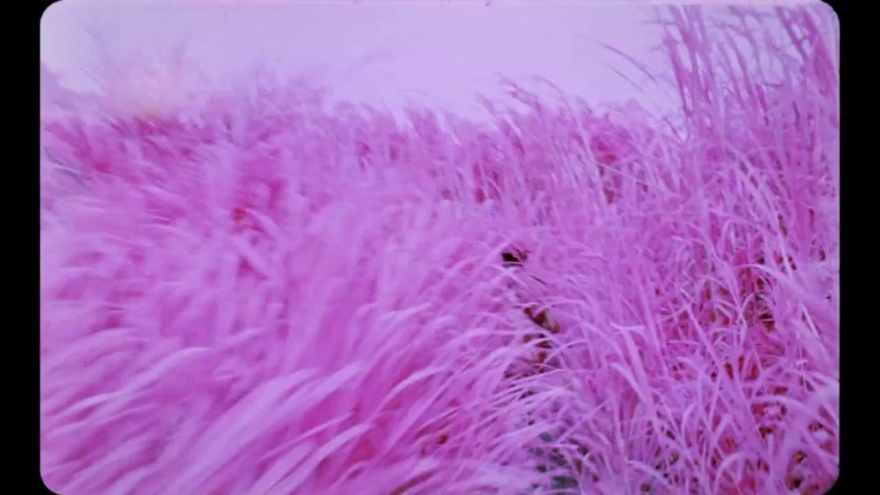 a field of purple grass with a sky in the background