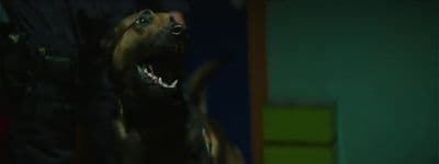a dog with it's mouth open standing in a room