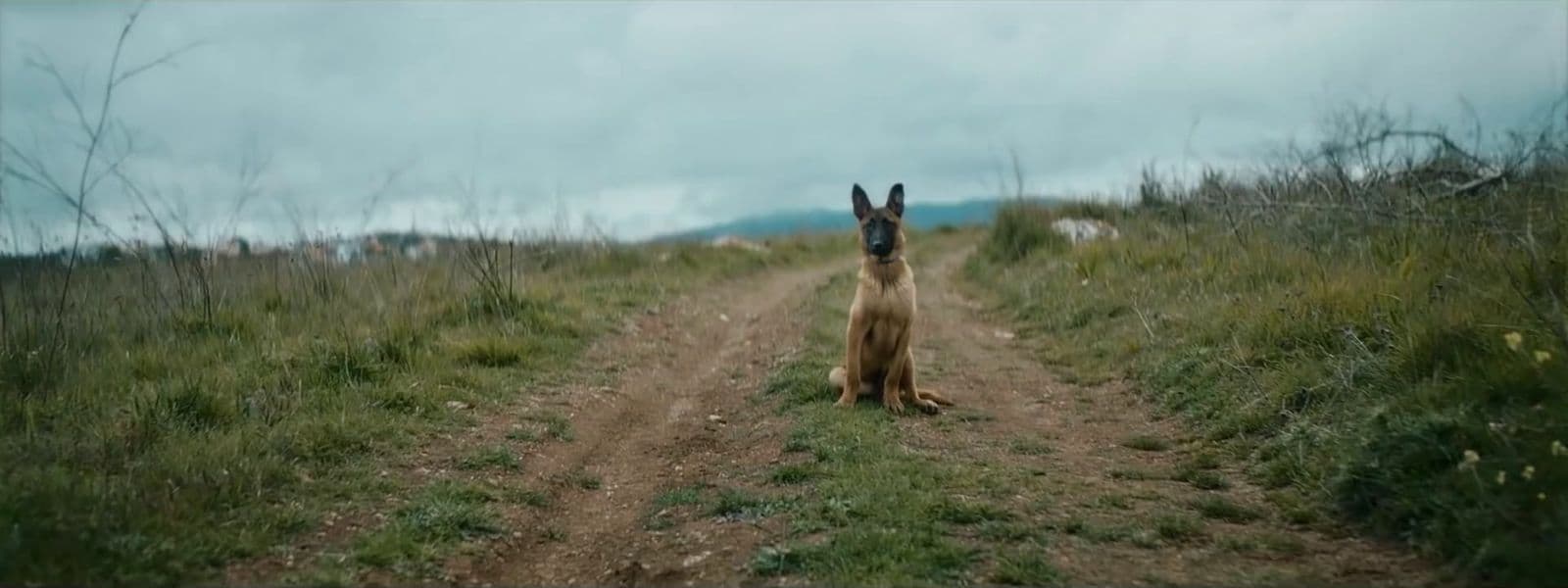 a dog sitting on a dirt road in the middle of a field