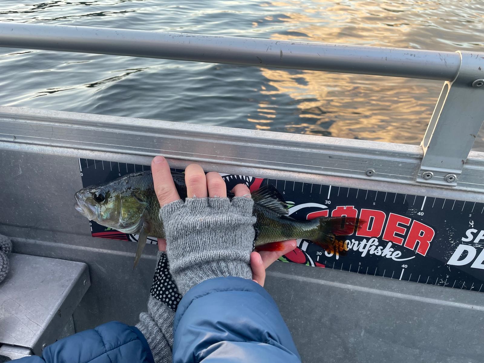 a person holding a small fish in their hand