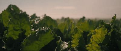a field of green leafy plants with a sky background