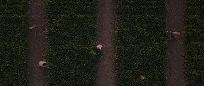 a couple of people standing on top of a lush green field