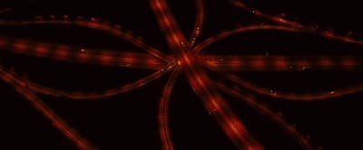 an abstract image of a red ribbon on a black background