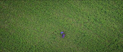 a person standing in a field of green grass