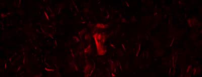 a blurry photo of a horse in the dark