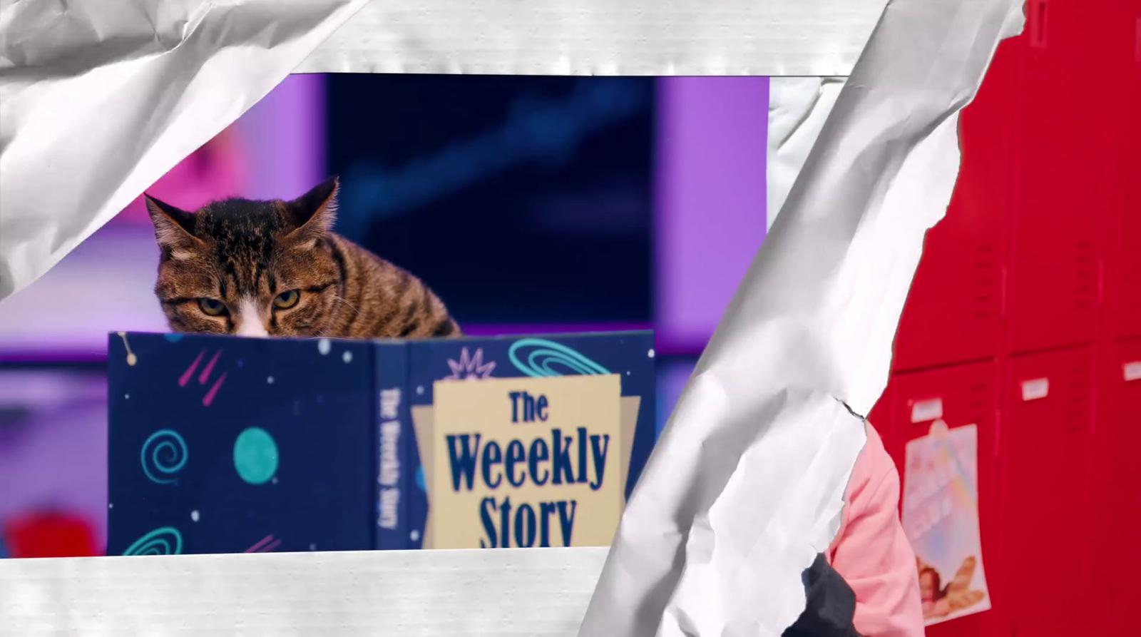 a cat sitting on top of a box on a table