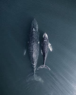 a couple of large fish floating on top of a body of water