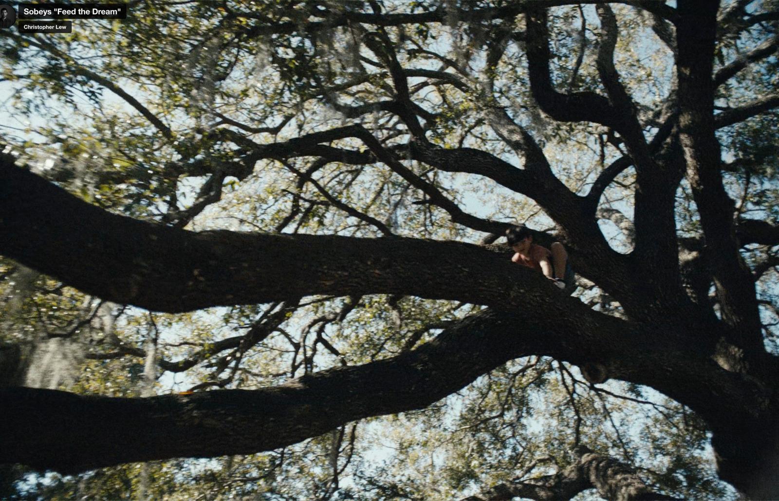 a person sitting on a tree branch in the middle of the day