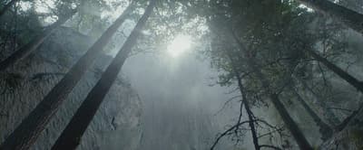 a forest filled with lots of tall trees