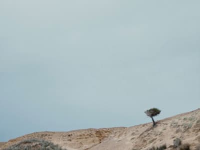 a lone tree sitting on top of a sandy hill