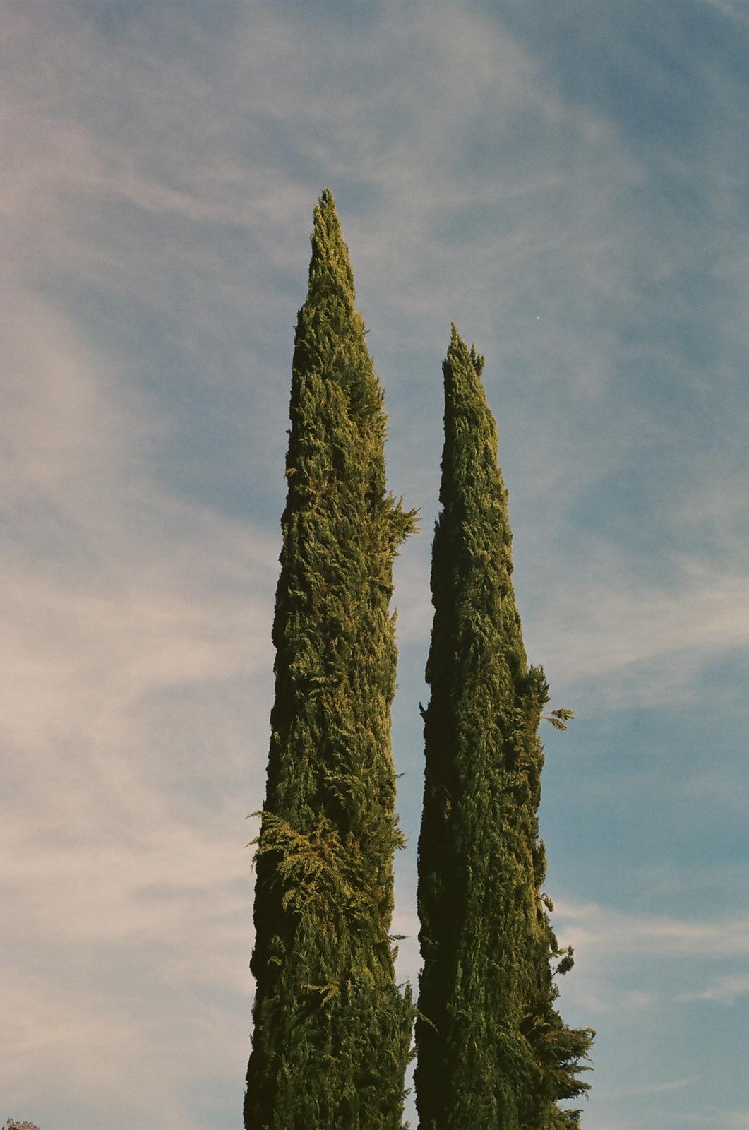the reflection of two trees in the water