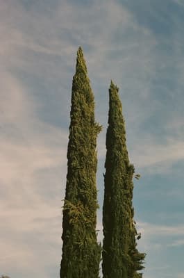 the reflection of two trees in the water