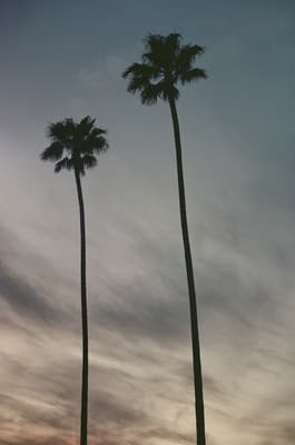 two palm trees are silhouetted against a cloudy sky
