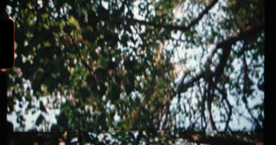 a bird sitting on a branch of a tree