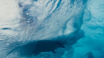 a polar bear is swimming in the water