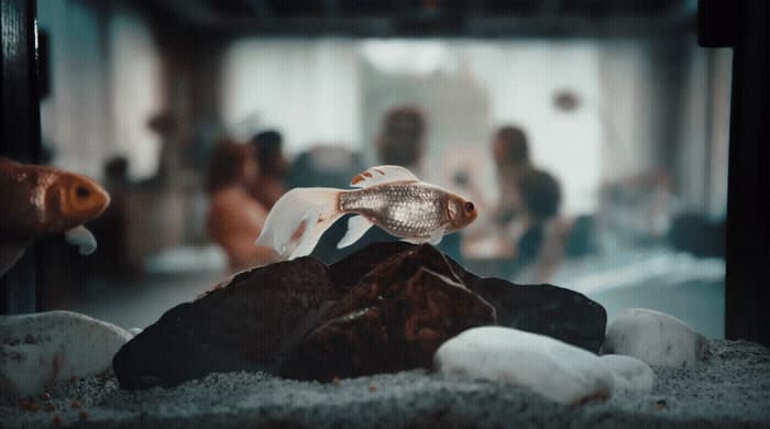 a fish in an aquarium with people in the background