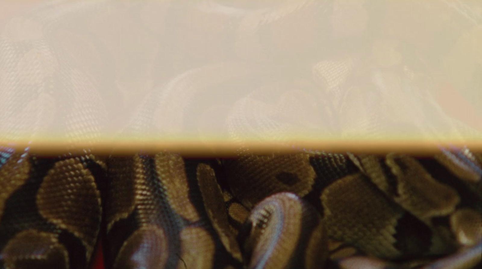 a close up view of a snake's skin