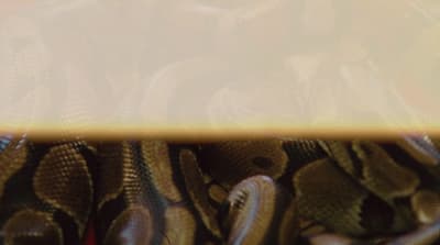a close up view of a snake's skin