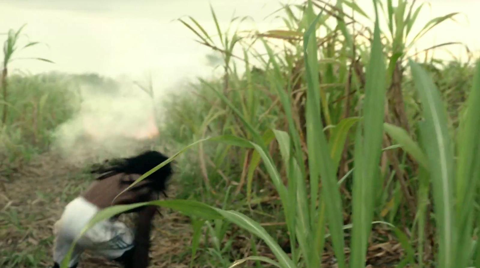 a person walking through a field of tall grass
