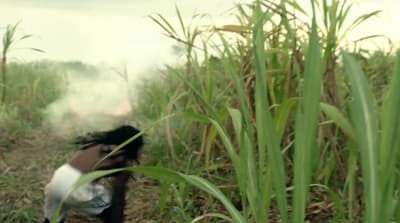 a person walking through a field of tall grass