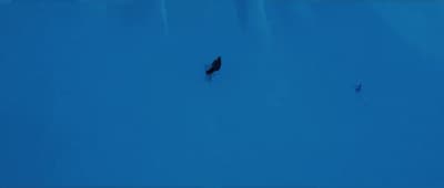 a bird is standing in the middle of the snow