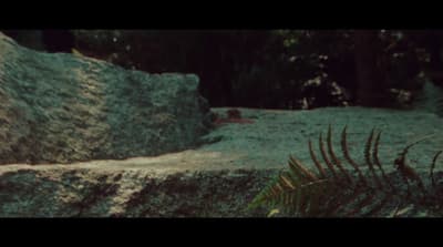 a large rock with a plant growing out of it