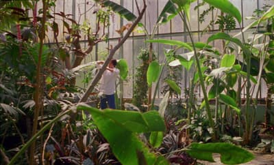 a man standing in a greenhouse holding a stick