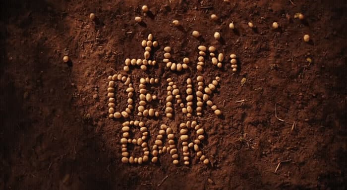 a picture of a plant that is growing out of dirt