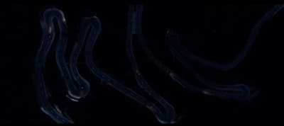 a black background with a group of wavy lines