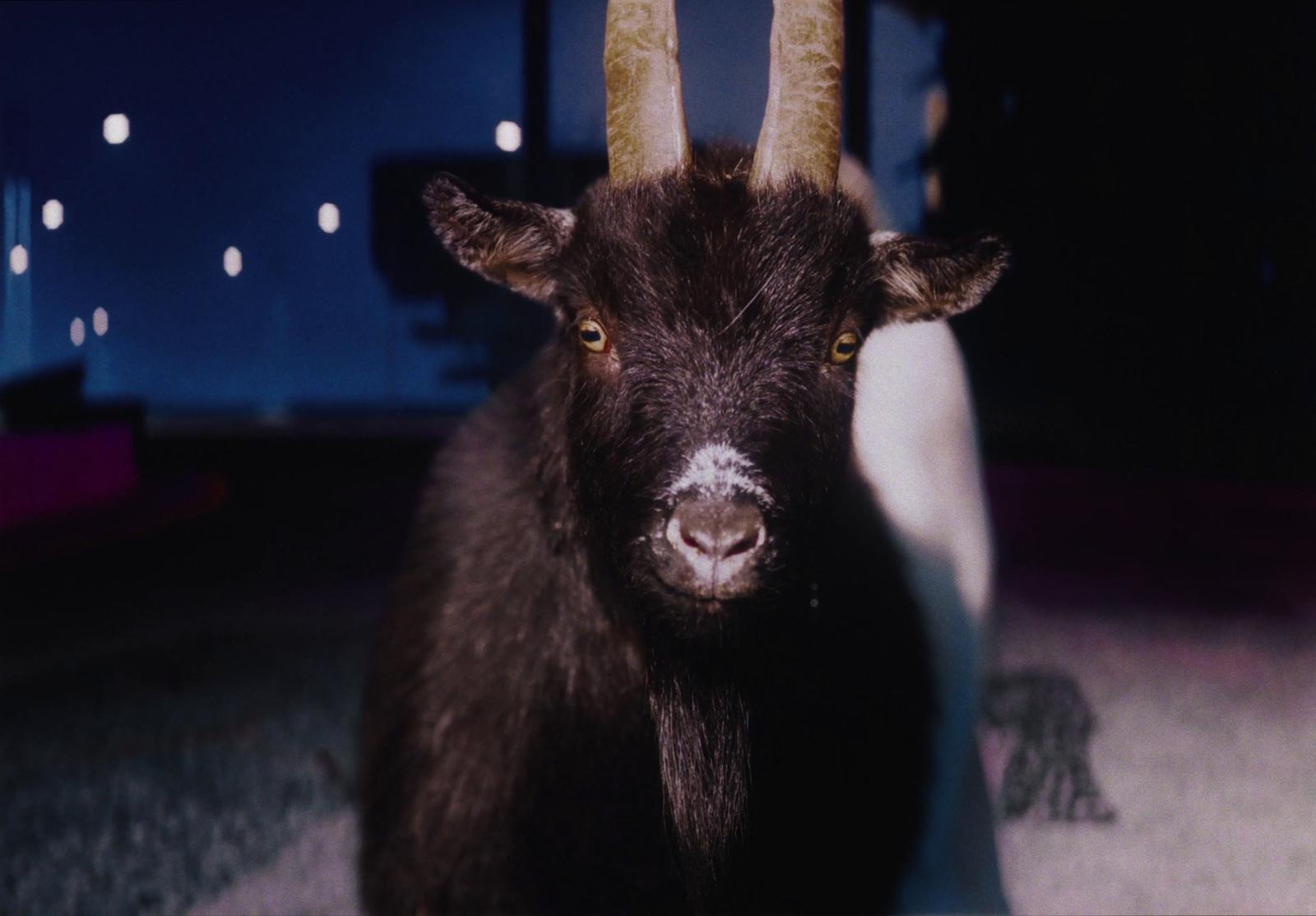 a close up of a goat with very long horns