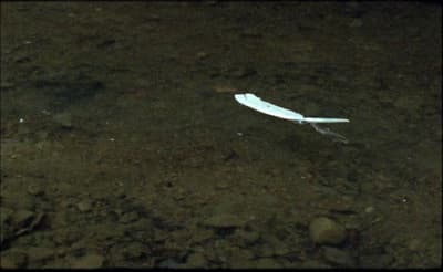 a white object floating on top of a body of water