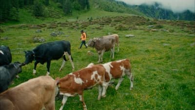 a herd of cows walking across a lush green field
