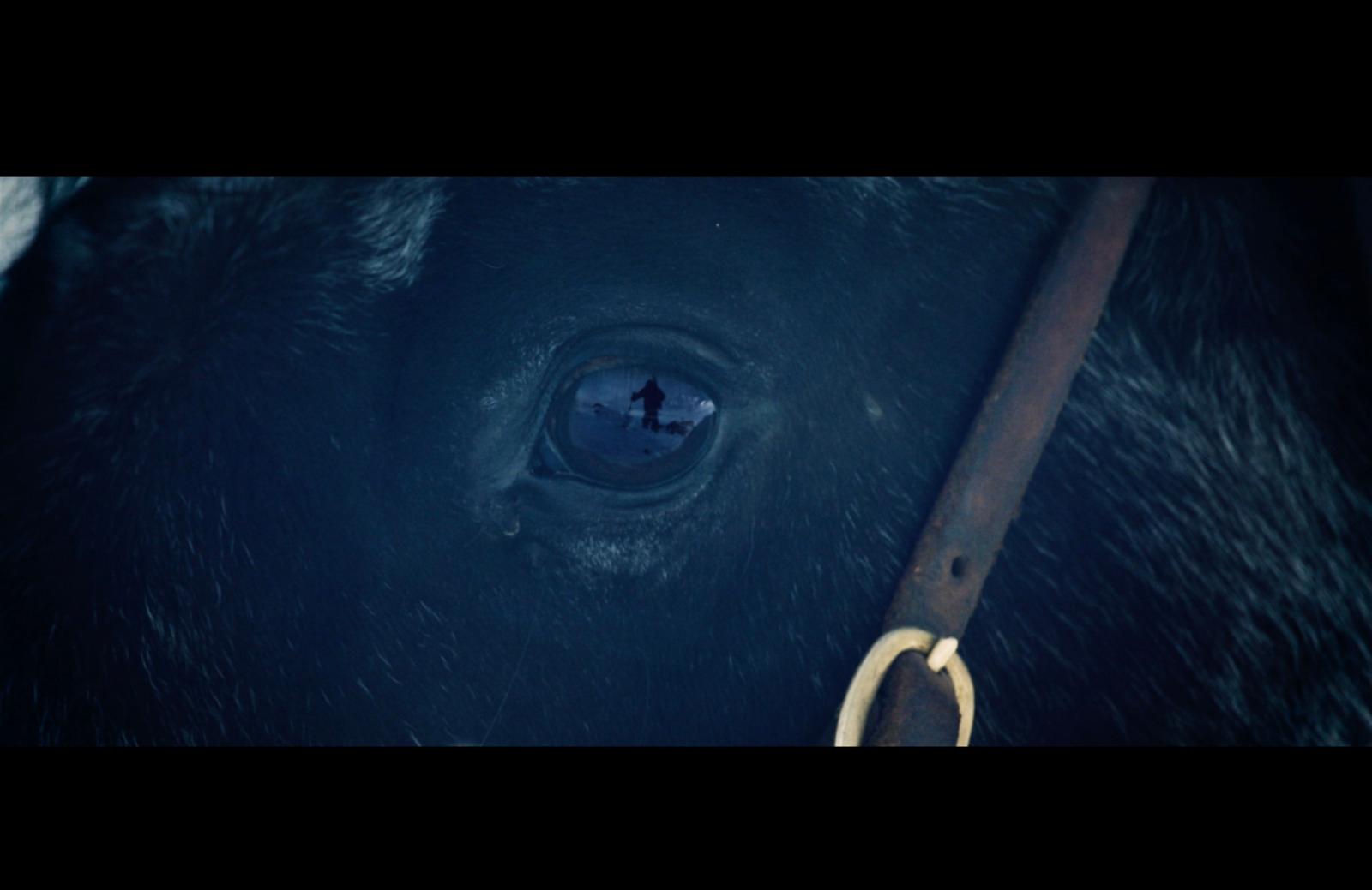 a close up of a black horse's eye