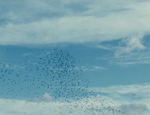 a flock of birds flying in the sky