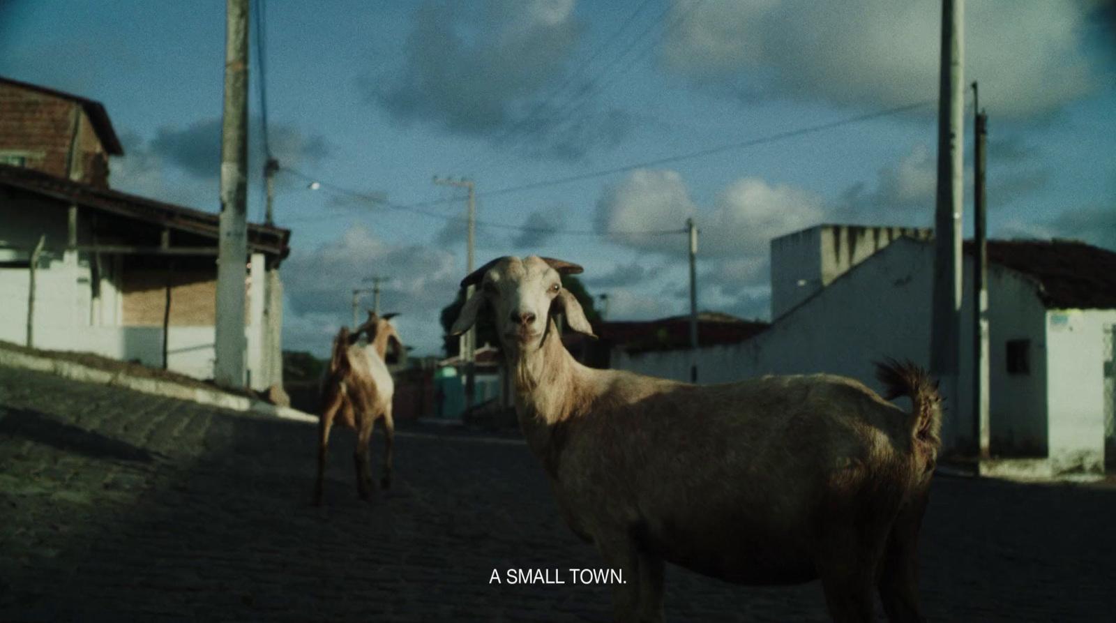 a couple of goats walking down a street