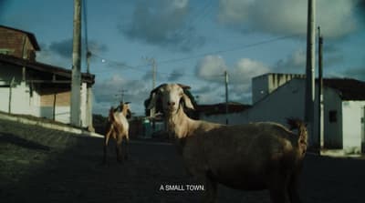 a couple of goats walking down a street