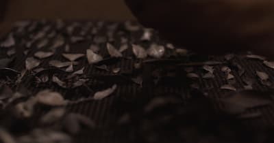 a close up of leaves on a table