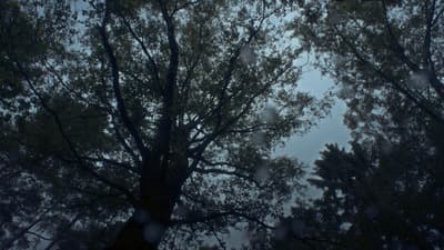 looking up at the tops of trees in the rain