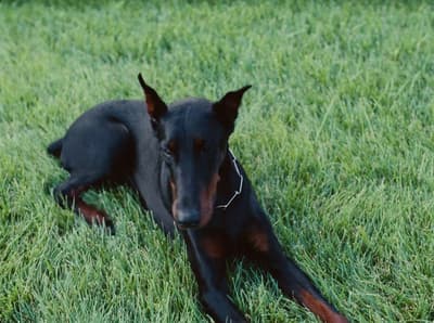 a black and brown dog laying on top of a lush green field