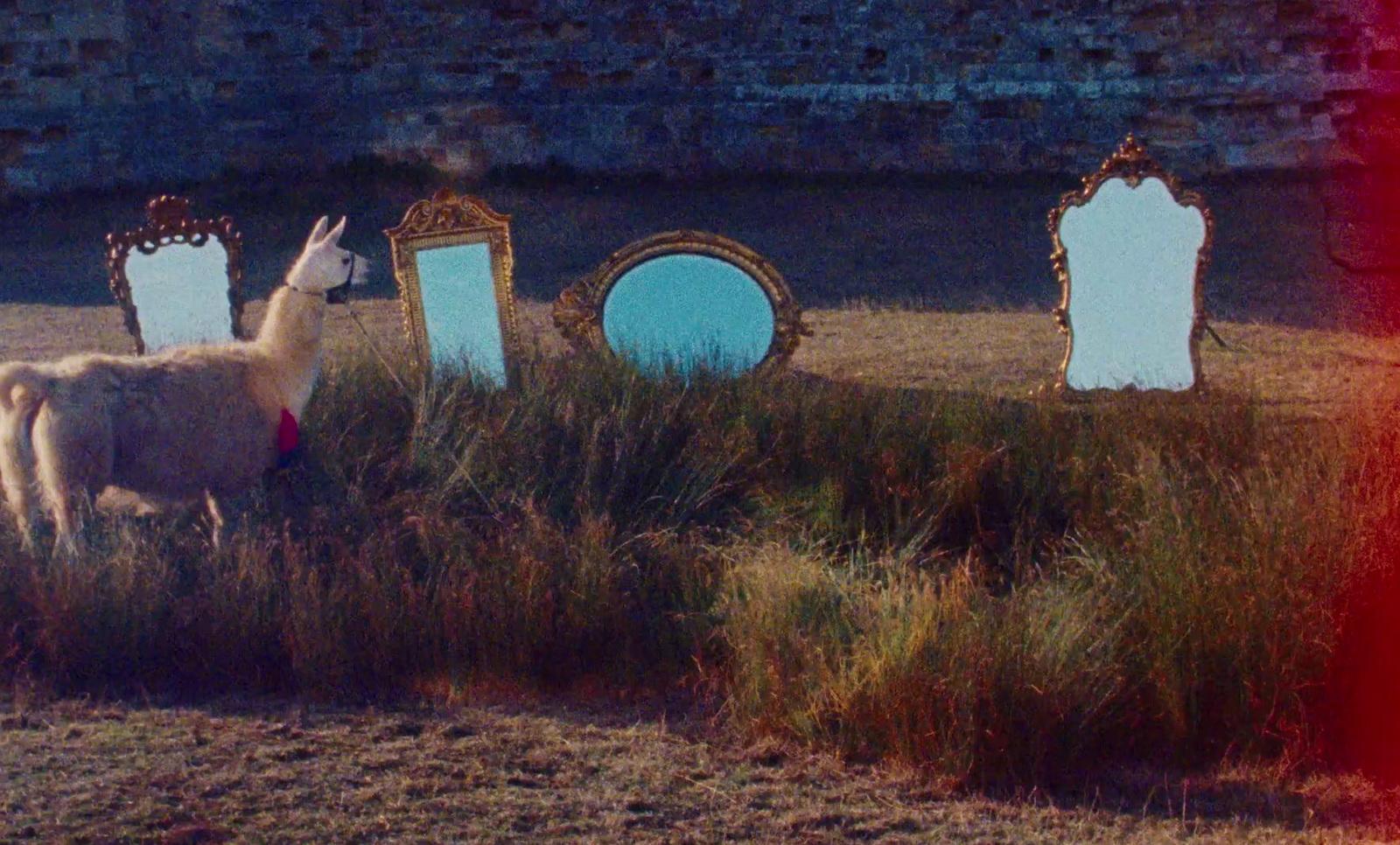 a llama standing in a field next to three mirrors