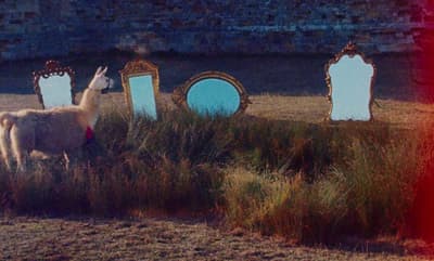 a llama standing in a field next to three mirrors