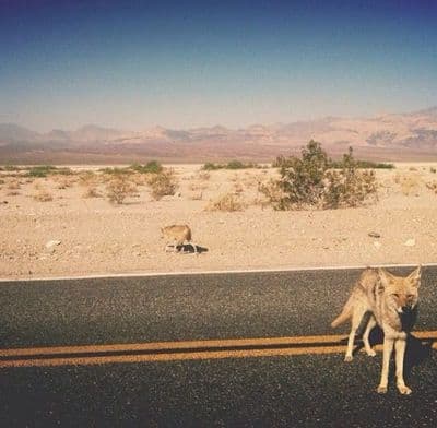 a dog standing on the side of a road