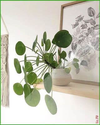 a potted plant sitting on top of a wooden shelf