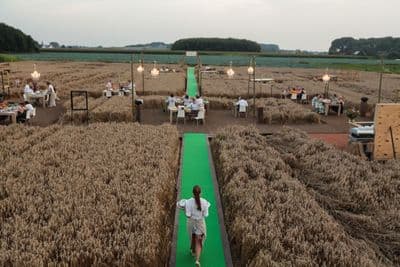 a person walking down a path in a field