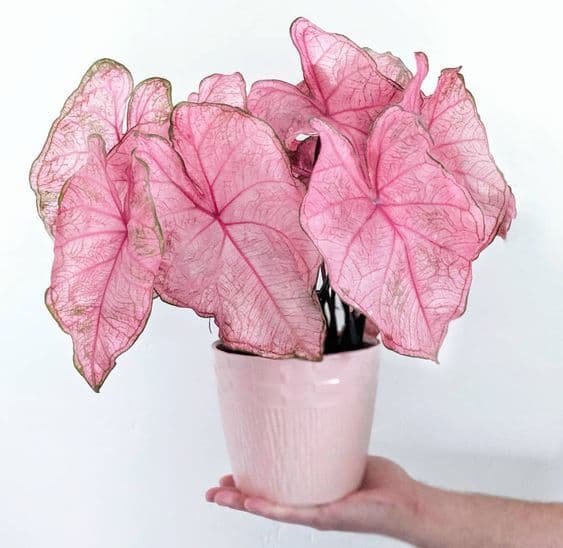 a hand holding a pink potted plant with pink leaves