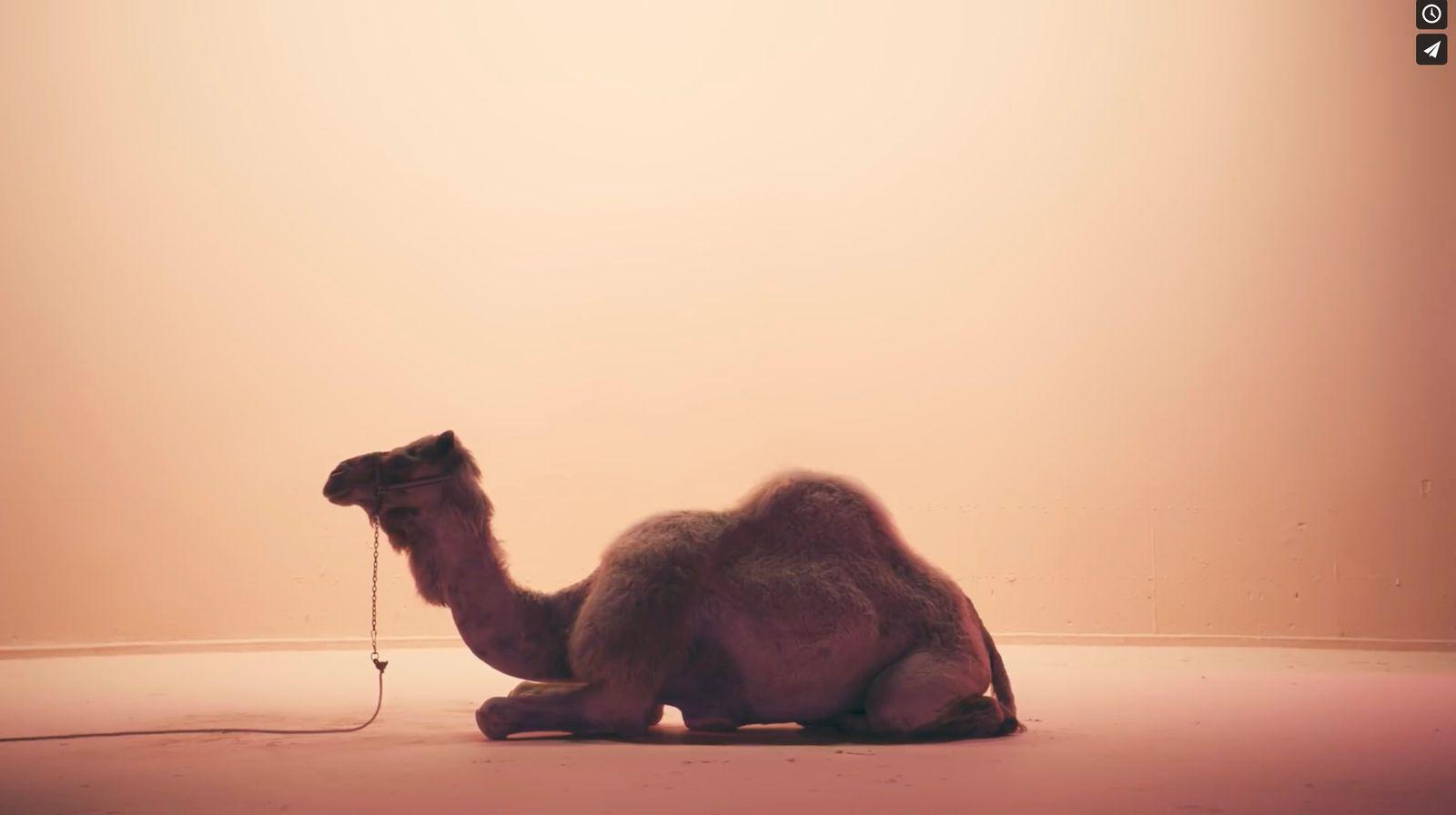 a camel sitting on the ground with a rope in its mouth