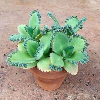 a small potted plant with green leaves