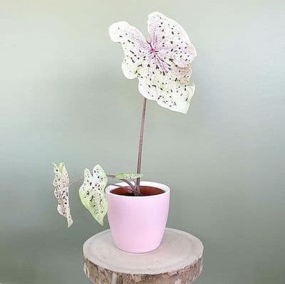 a potted plant with a flower on top of a tree stump