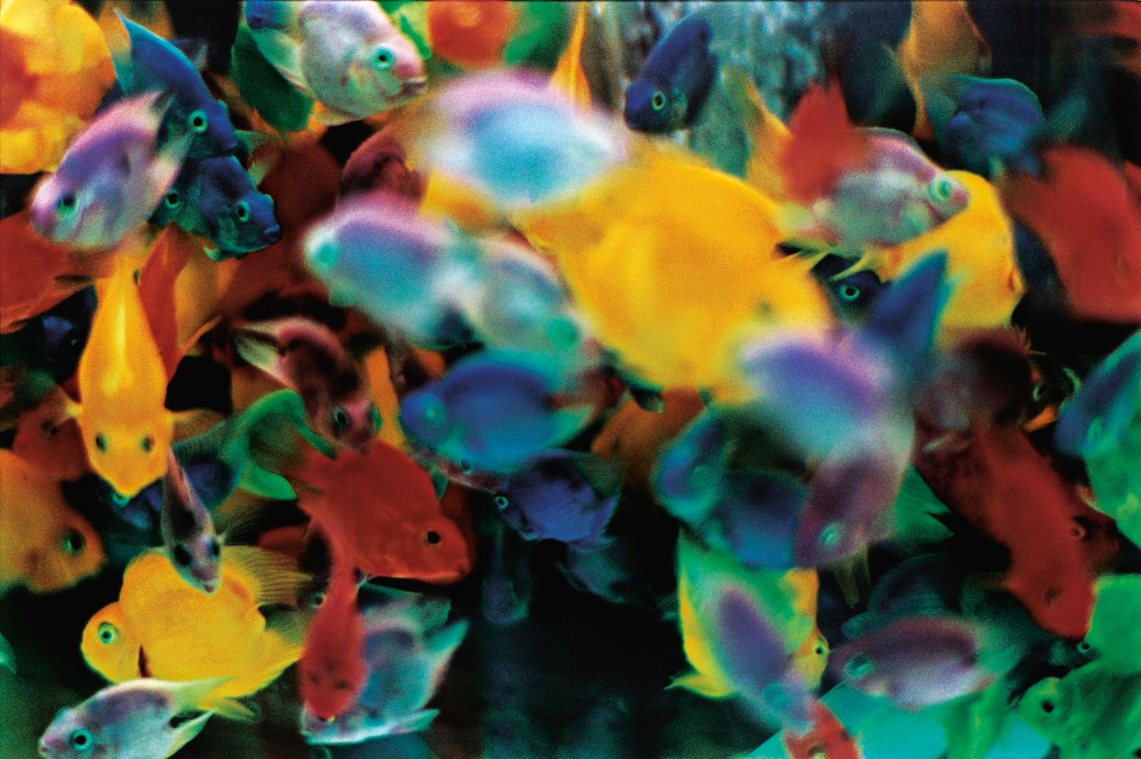 a group of colorful fish swimming in a tank