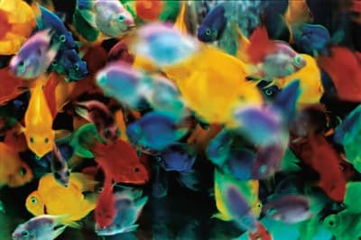 a group of colorful fish swimming in a tank